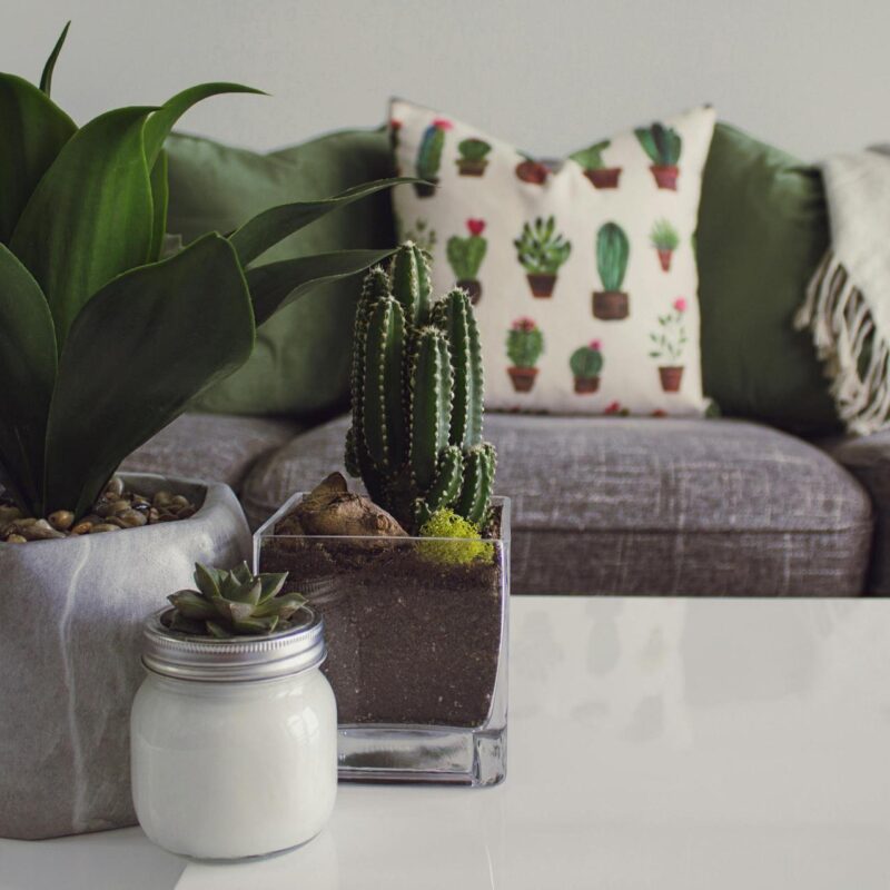 Una planta sobre una mesa y junto a un sofá